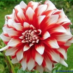 Wszystkim Mamom najserdeczniejsze życzenia…