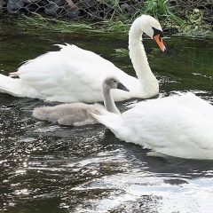 Sulęcińska rodzina łabędzi.