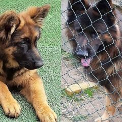 Zaginęły dwa owczarki niemieckie – ODNALEZIONE!!!