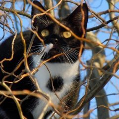 Światowy Dzień Kota – konkurs fotograficzny…