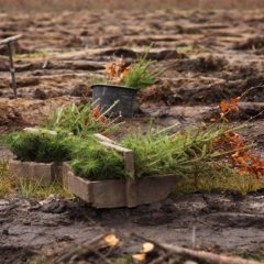 Wspólne sadzenie lasu