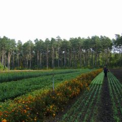 Nadleśnictwo Sulęcin zaprasza