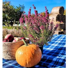 Farma Pestka i Dynia
