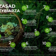 Bezpieczne grzybobranie
