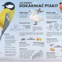 Jak mądrze dokarmiać ptaki?