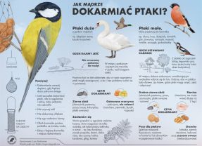 Jak mądrze dokarmiać ptaki?