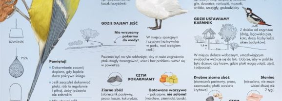 Jak mądrze dokarmiać ptaki?