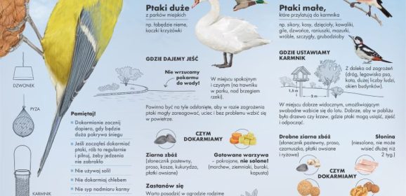 Jak mądrze dokarmiać ptaki?